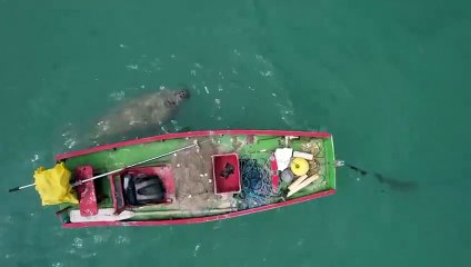 Peixe-boi atrás de jangada na Garça Torta