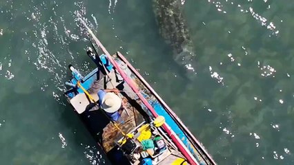 Peixe-boi “abraça” jangada em praia de Maceió