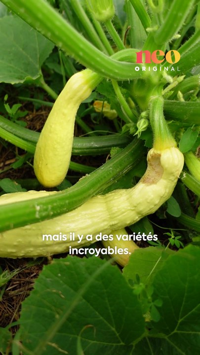 Valentin Bru est permaculteur dans les pays de la Loire. Pour neo, il nous fait découvrir son merveilleux jardin Mandala, unique au monde ! 🌱🌸