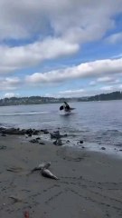 killer whale hunting mood on