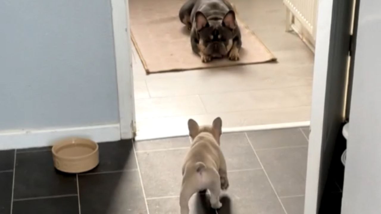 Puppy teases relaxing dog but makes a comical run for it when things heat up