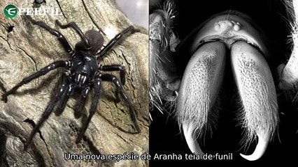 "Nova espécie de aranha letal descoberta, CNH vencida e Bitcoin de Trump dispara!"