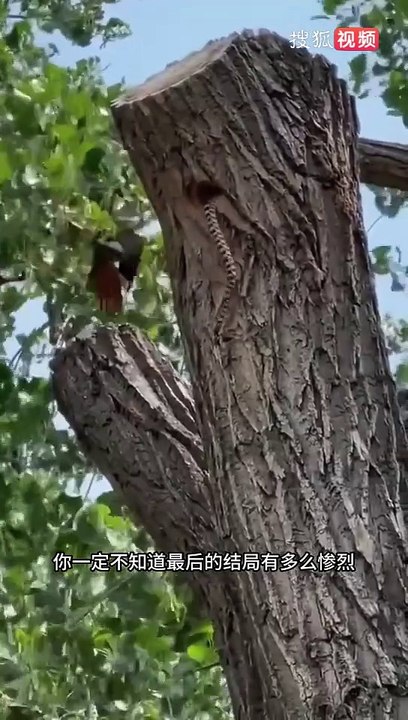 The mother bird protects the eggs but the final outcome is too tragic - Animal Video - Sohu Video