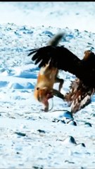 animal videos watch with us ultimate destination for #animal lovers!