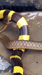 animal videos watch with us