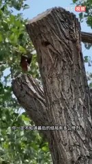 animal videos watch with us