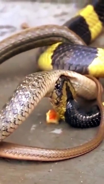 animal videos watch with us