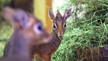 Zoo Vienna Kleine Antilopen, große Neuigkeiten