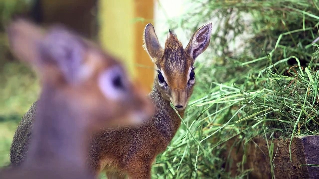 Zoo Vienna Kleine Antilopen, große Neuigkeiten