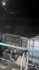 Graban cuando hombre se convierte en perro