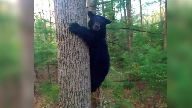 This Hilarious Video Shows a Bear Being Scared off With a Drone!