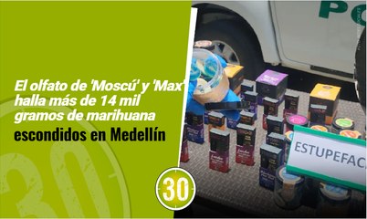 El olfato de 'Moscú' y 'Max' halla más de 14 mil gramos de marihuana escondidos en Medellín