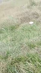 Una nena de 13 años cursaba un embarazo y la madre decía que tenia panza por comer pan