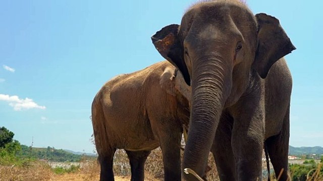 Elefantes comiendo vistos en detalle Elefantes comiendo vistos de cerca bajo el sol.