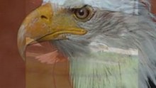 AGUILA CALVA 2