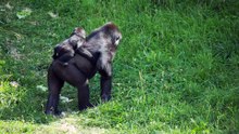 Monos gorila en un parque safari Un gorila carga a su bebé en la espalda