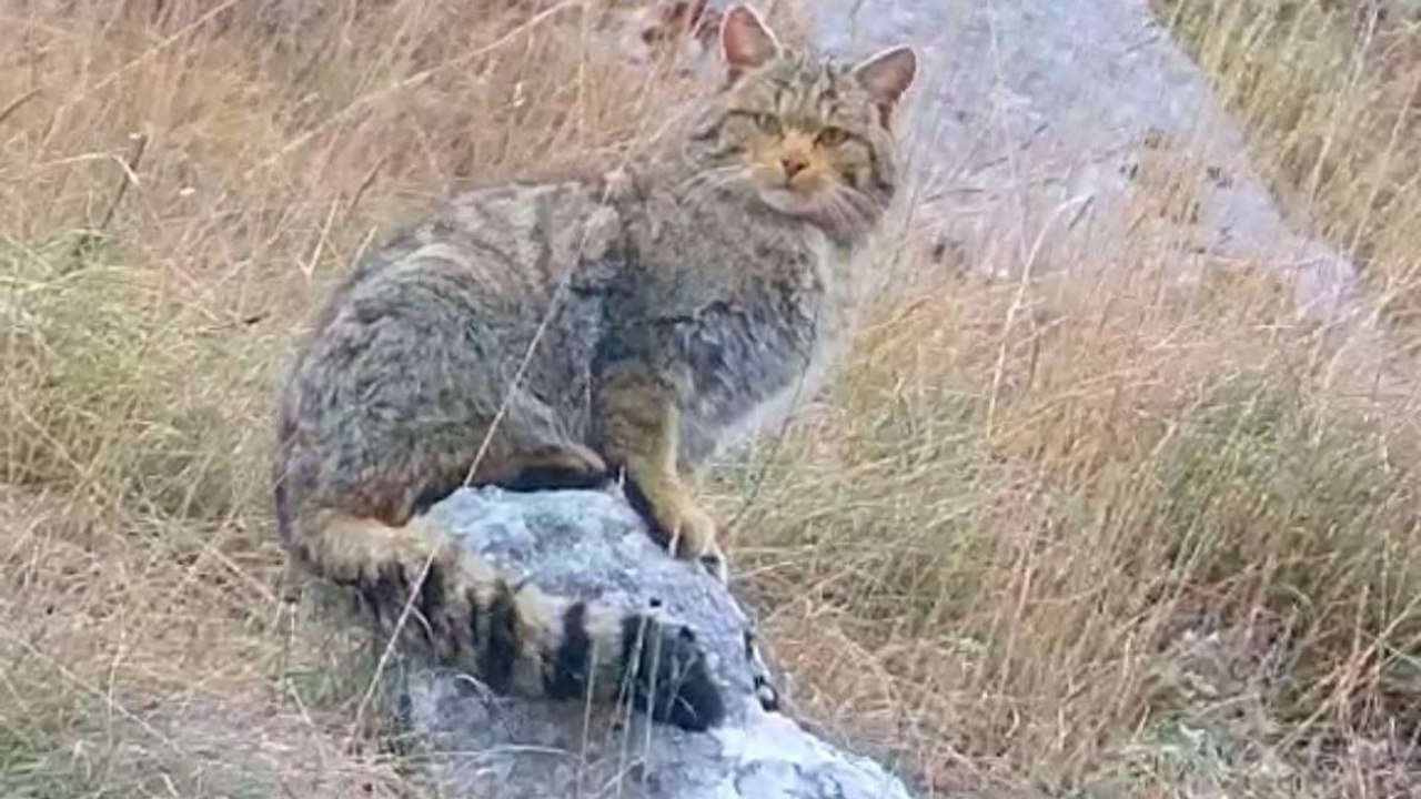 Abruzzo: un maestoso gatto selvatico filmato dallo zoologo Paolo Forconi