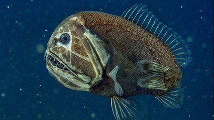 Thalassa, aventures extrêmes