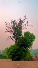 Sohawa Mandi Bahahuddin - پنجابی کلچر 🤎💯❤️ _SohawaMandiBahauddin(HD)_3