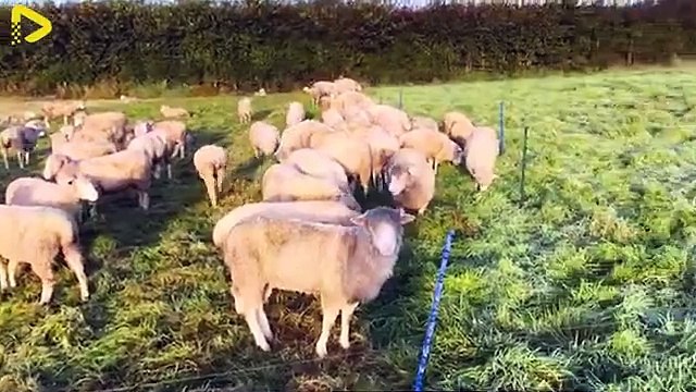 How Aussie Farmers Are Revolutionizing Livestock Transportation - Farming Docume