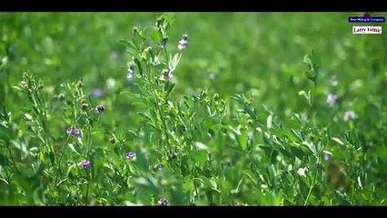 Ardath, Binnaway, NSW | January 21, 2024 | Farmonline