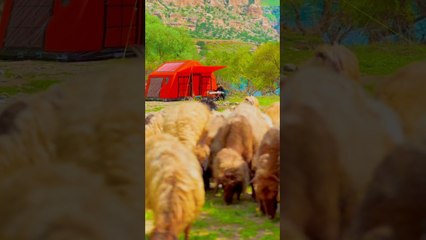 Şırnakta Kamp #shorts #kamp