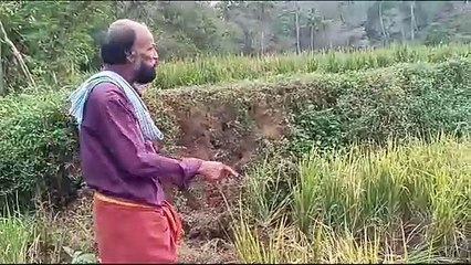 അകമലയിൽ കാട്ടാനകളിറങ്ങി വ്യാപകമായി കൃഷി നശിപ്പിച്ചു