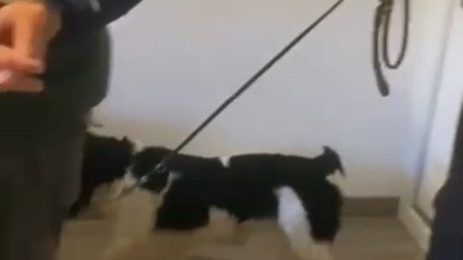 Golpe a la distribución y al menudeo de cocaína en Castilla y León: hay 19 detenidos