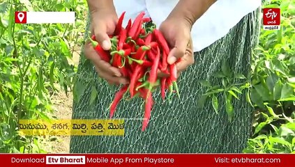 ఆదర్శ రైతు - 870 ఎకరాల్లో ఆధునిక సాగు