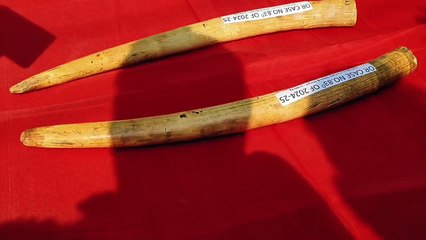 ରାଜ୍ୟ ବାହାରକୁ ଚାଲାଣ ବେଳେ ୨ ହାତୀ ଦାନ୍ତ ଜବତ   ୪ଜଣ ଗିରଫ, ଆନ୍ତଃରାଜ୍ୟ ଅପରାଧୀ ସାମିଲ