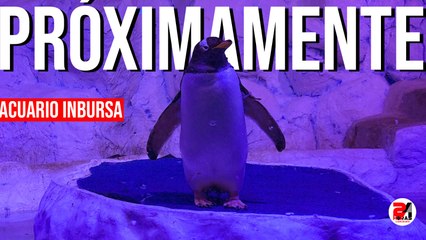 Nacieron 6 pingüinos en el Acuario Inbursa, ¡ayuda a ponerles nombre!