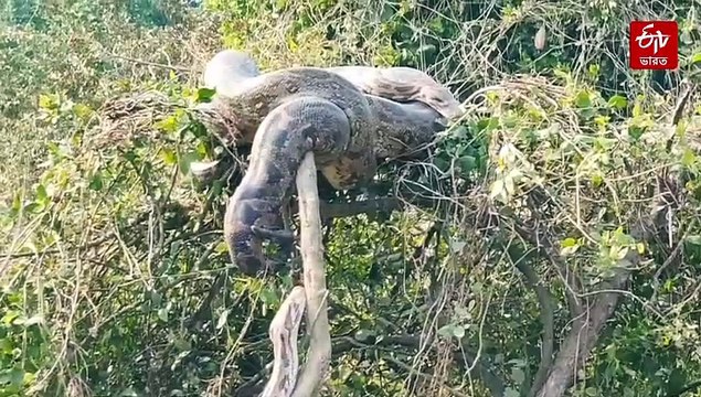The world of pythons thrives in Keoladeo National Park. Pythons hanging from trees and crossing roads are attracting tourists.