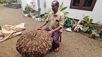കൗതുകമായി ഭീമൻ ചേന   നൂറ് കിലോയിലധികം വരുന്ന ഭീമൻ ചേനയാണ്  ഇടുക്കിയിലെ കർഷകനായ  സുരേന്ദ്രന്‍ വിളയിച്ചത്