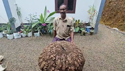 കൗതുകമായി ഭീമൻ ചേന   നൂറ് കിലോയിലധികം വരുന്ന ഭീമൻ ചേനയാണ്  ഇടുക്കിയിലെ കർഷകനായ  സുരേന്ദ്രന്‍ വിളയിച്ചത്