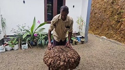 കൗതുകമായി ഭീമൻ ചേന   നൂറ് കിലോയിലധികം വരുന്ന ഭീമൻ ചേനയാണ്  ഇടുക്കിയിലെ കർഷകനായ  സുരേന്ദ്രന്‍ വിളയിച്ചത്