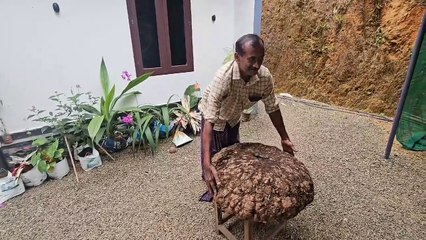 കൗതുകമായി ഭീമൻ ചേന   നൂറ് കിലോയിലധികം വരുന്ന ഭീമൻ ചേനയാണ്  ഇടുക്കിയിലെ കർഷകനായ  സുരേന്ദ്രന്‍ വിളയിച്ചത്