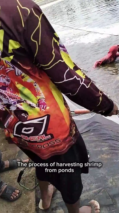 Pond Farmers Harvest Shrimp Using the Traditional Method of Netting