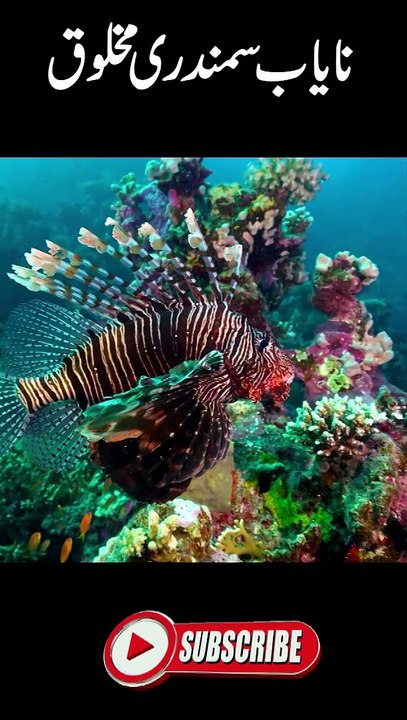 Nayab Fish - video Dailymotion