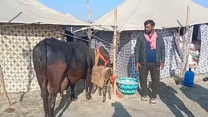 प्रयागराज अब गंगा के जन्म क बाद गाय ने दिया  बछिया को जन्म नाम पड़ा गंगा