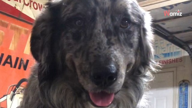 Australian Shepherd and Golden Retriever have a puppy that stuns everyone