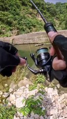 Big Fish in a Small Stream? Incredible Lure Fishing Adventure!