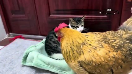 Hens are bad I want to Sleep in kitchen