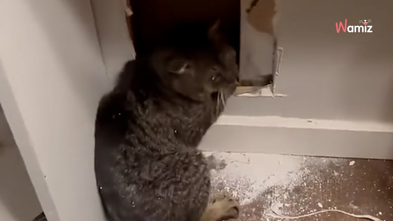 Woman hears odd sounds behind wall, she breaks through and can't believe her eyes