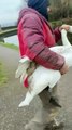 The heartwarming moment a Burnley builder rescued a lost swan