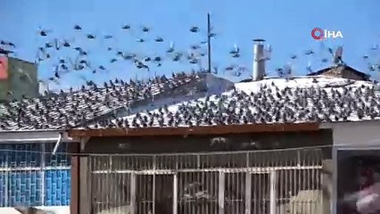 Güvercinlerin kar dansı hayran bıraktı