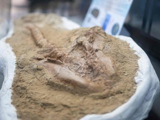 Historische Sensation: Neun Millionen Jahre altes Haifossil gefunden