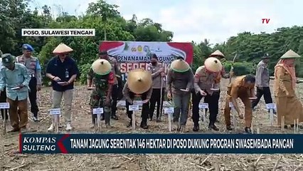 Tanam Jagung Serentak 146 Hektar di Poso Dukung Program Swasembada Pangan