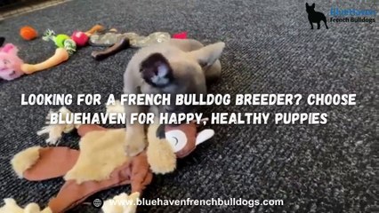 Looking for a French Bulldog Breeder Choose BlueHaven for Happy, Healthy Puppies