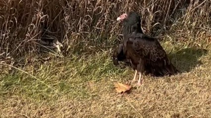 Samaritan ensures safety of turkey vulture until rescue team arrives