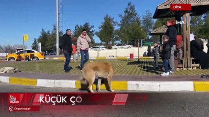 Diyarbakır’da köpek saldırısına uğrayan çocuk kafasından yaralandı